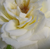 Blanche - Rosiers miniatures - Bianco